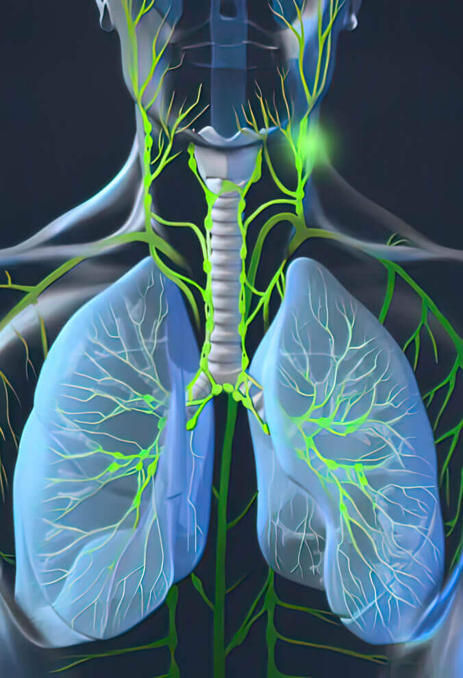 lymph system